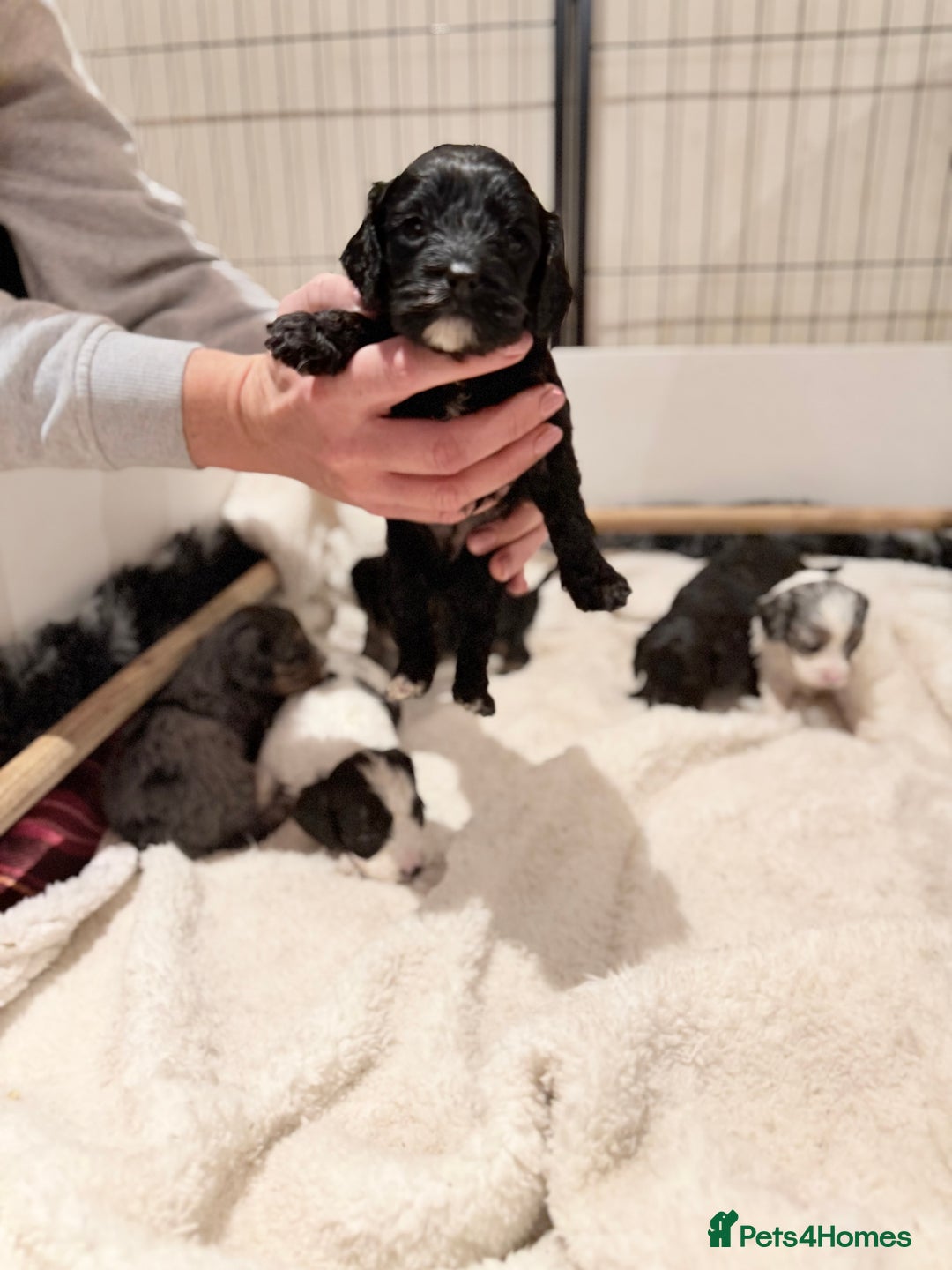 Cavapoo dogs for sale: Exceptional examples of top class cavapoo puppies  - Advert 8