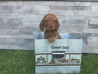 Cocker Spaniel dogs Fox red working cocker spaniels - Advert 1