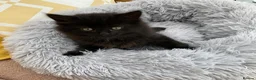 Mixed Breed cats for sale: Fluffy kittens looking for forever home - Advert 20