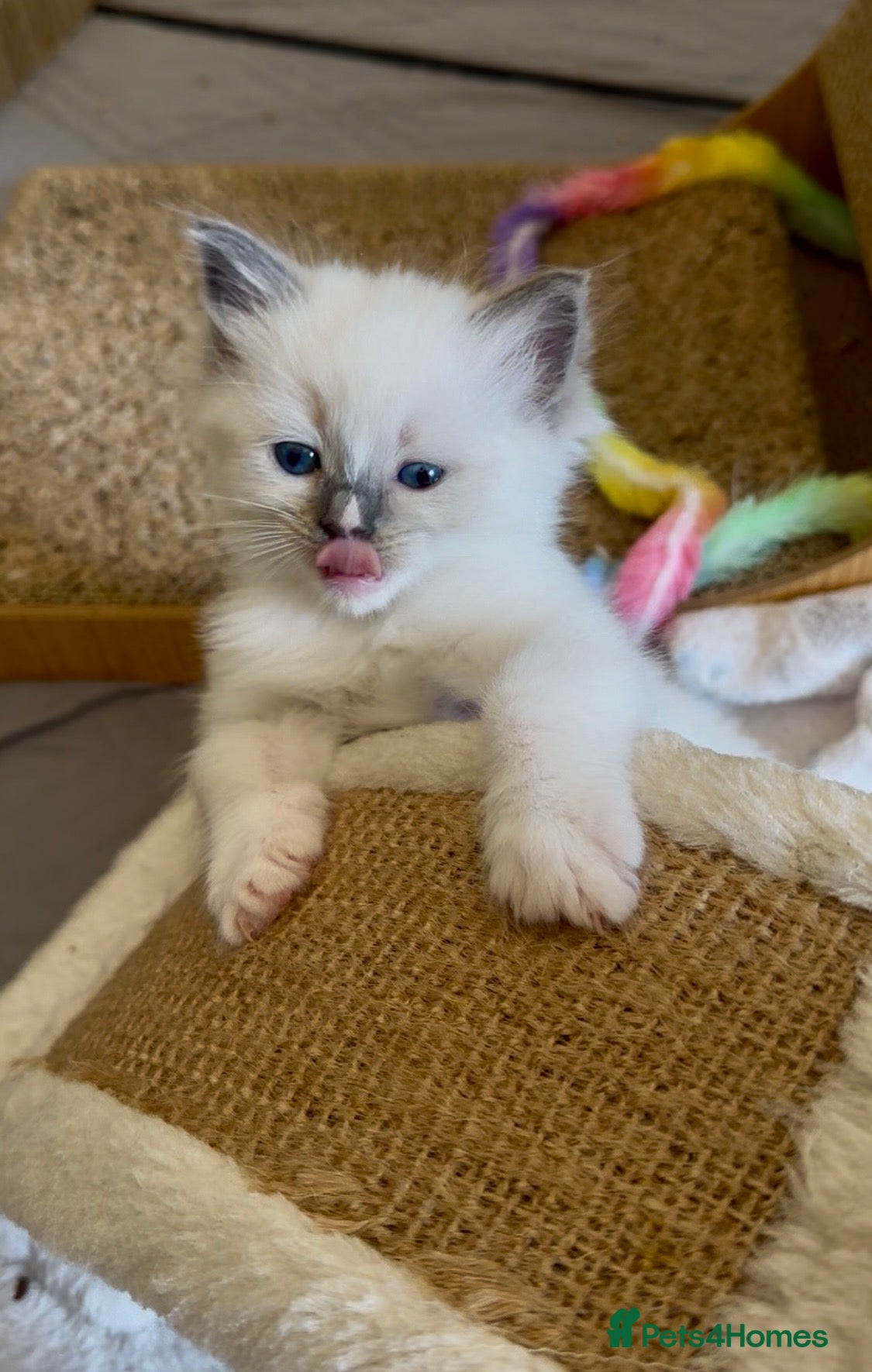 Ragdoll cats LAST RAGDOLL GIRL AVAILABLE  - Advert 10