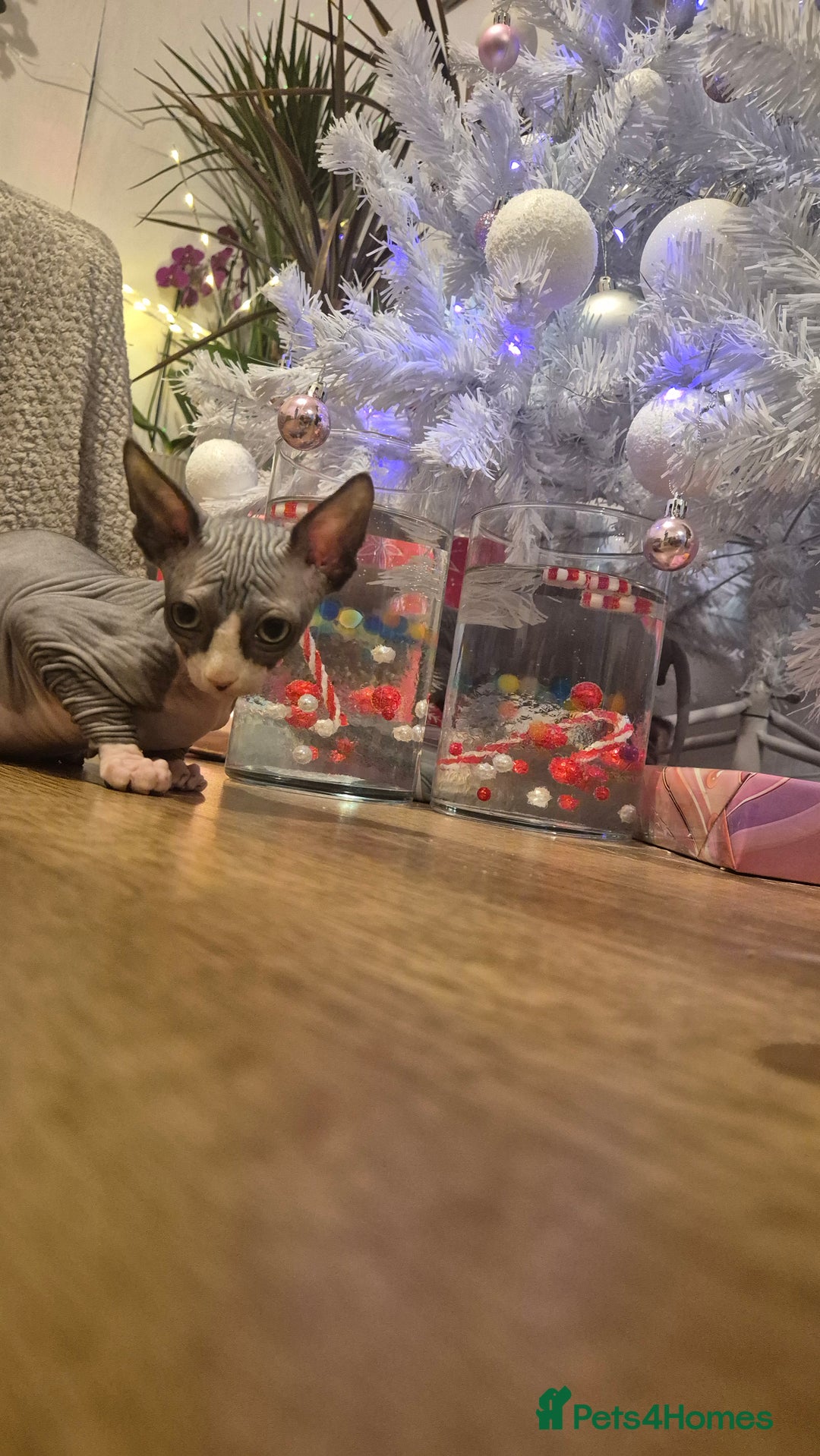 Sphynx cats for sale: Exclusive Sphynx Kittens Looking for Forever Homes - Advert 22