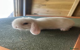Mini Lop rabbits for sale: Sweet Baby Mini lops . - Image 6