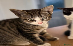 Mixed Breed cats for sale: 2 adorable male kittens for sale 🩵 - Image 5
