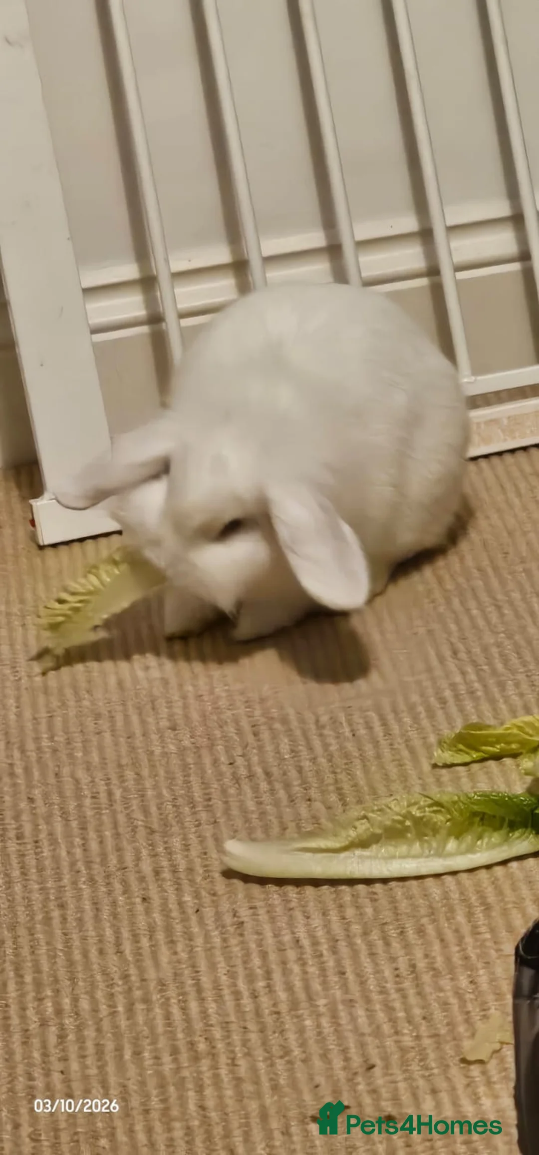 Mixed Breed rabbits for sale: Rabbit for urgent rehome in Waterlooville - Advert 2