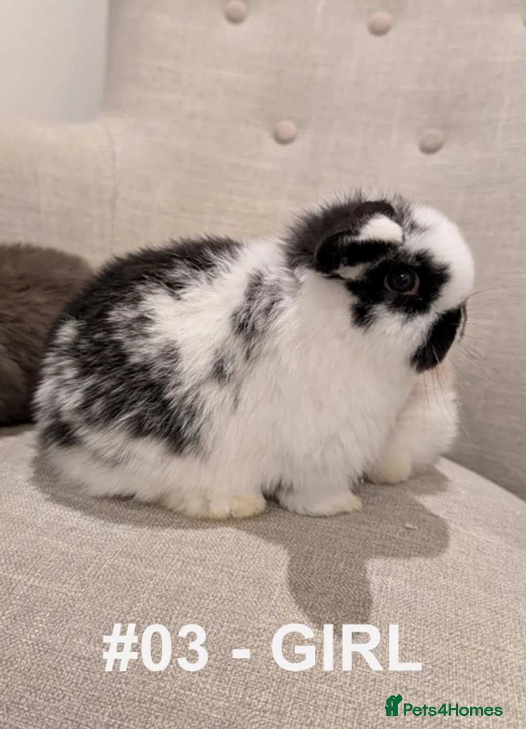 Mini Lop rabbits for sale: Exceptional Mini-Lops. Collect from: 18th February - Advert 11