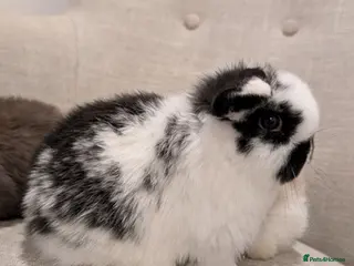 Mini Lop rabbits Exceptional Mini-Lops. Collect from: 18th February - Advert 5