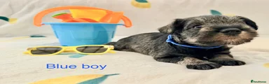Miniature Schnauzer 4