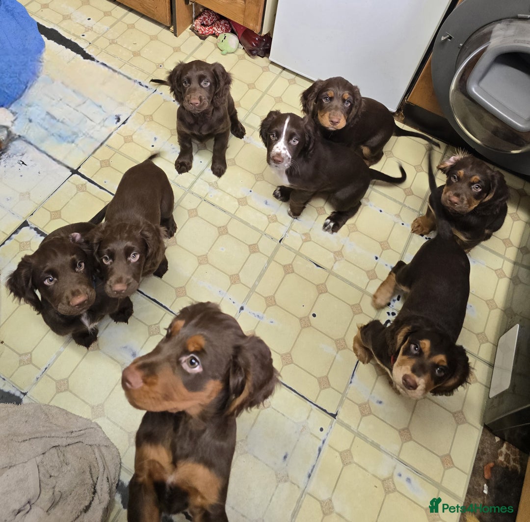 Cocker Spaniel dogs for sale: 3 Girls Looking For Loving Homes - Image 15