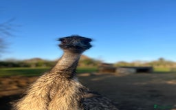 Emus poultry for sale: Trio of Unrelated Emus - Image 2