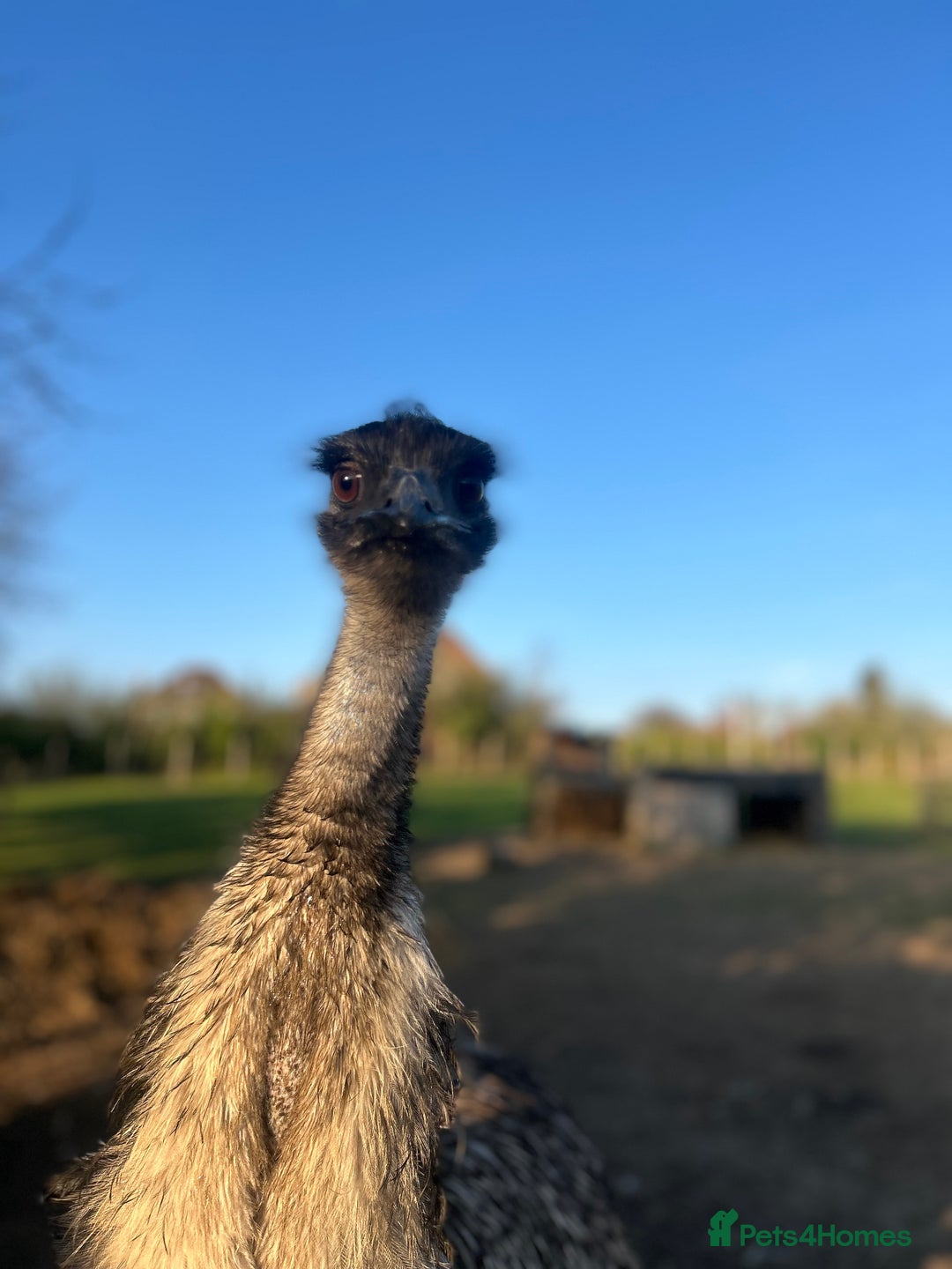Emus poultry for sale: Trio of Unrelated Emus - Image 2