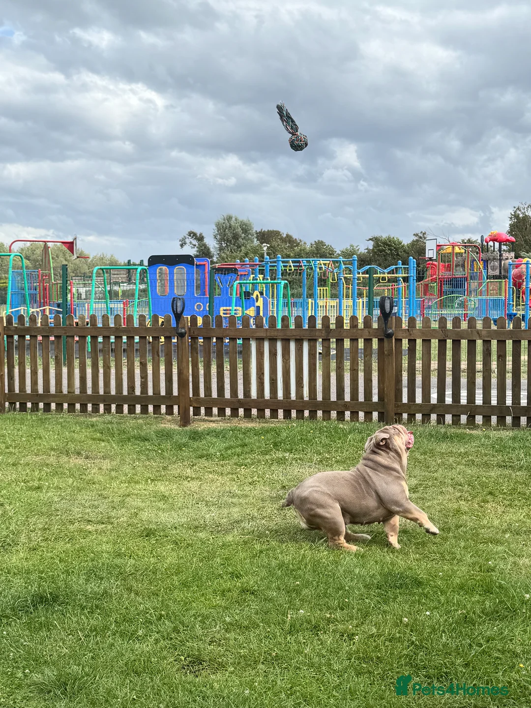 English Bulldog dogs for sale: Beautiful female pedigree bulldog  - Advert 7