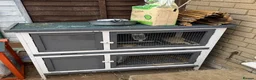 Lionhead rabbits for sale: Female bunny  - Advert 5