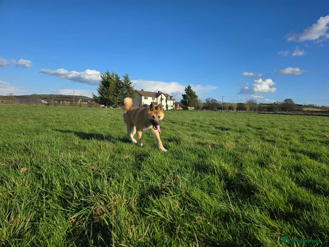 Akita dogs for sale: 7 months old Akita Puppy - Advert 1