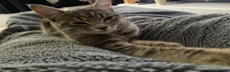 Mixed Breed cats for sale: Beautiful Girl looking for forever home - Advert 4