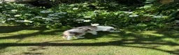 Border Collie dogs for sale: Litter of three striking Border Collie puppies  in Witney - Advert 34