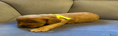 Yellow Girl