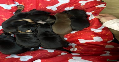 Dobermann dogs - Advert 11