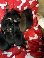 Dobermann dogs - Advert 3