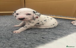 Dalmatian dogs for sale: 6 Beautiful Chunky Dalmatians born 27/5/25 in Stafford - Image 27