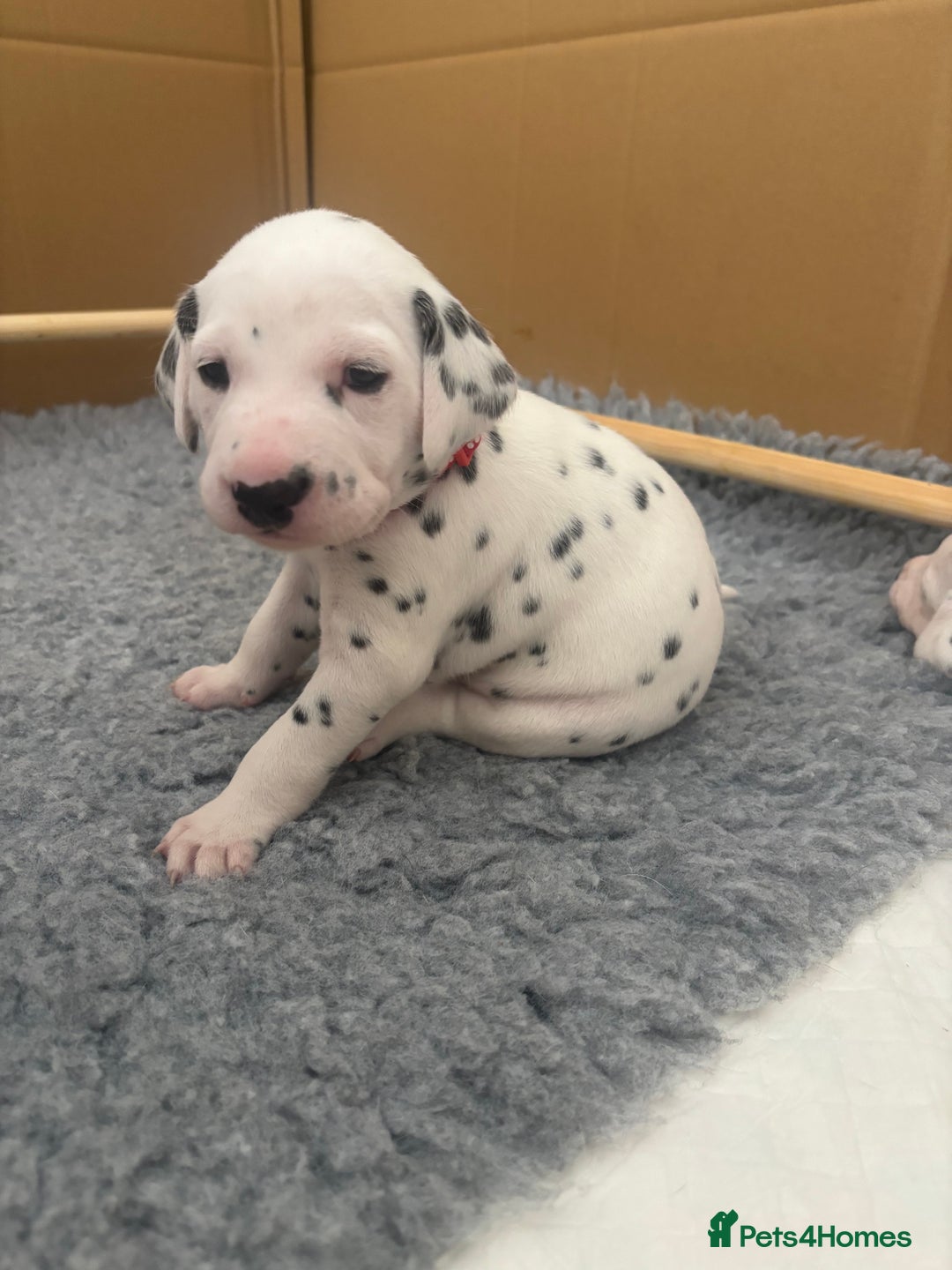 Dalmatian dogs for sale: 6 Beautiful Chunky Dalmatians born 27/5/25 in Stafford - Image 27