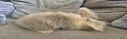 Lionhead rabbits for sale: Male lionhead - Advert 3