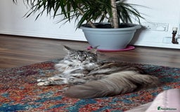Maine Coon cats for sale: Cross Maine coon for sale  - Image 8