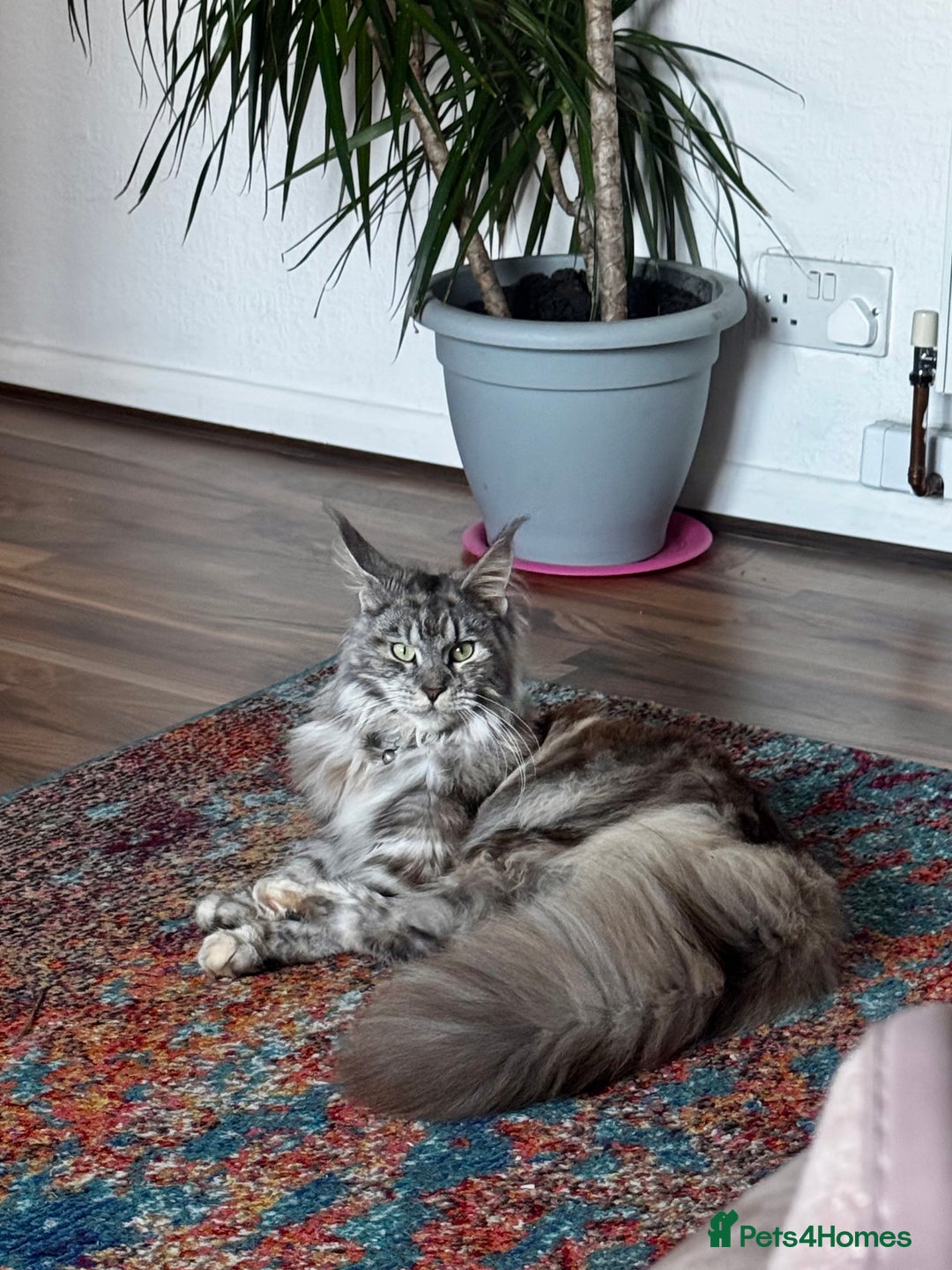 Maine Coon cats for sale: Cross Maine coon for sale  - Image 8