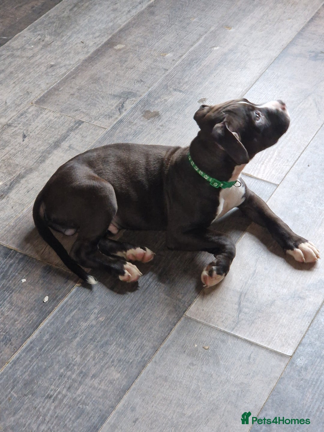 Mixed Breed dogs for sale: Presa/American Johnson bulldog - Image 36