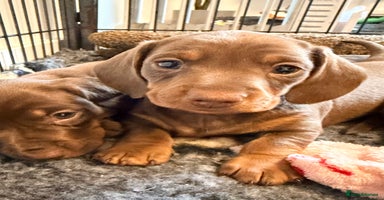 Miniature Dachshund dogs - Advert 14