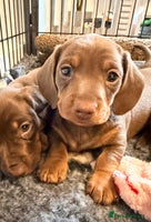 Miniature Dachshund dogs - Advert 14