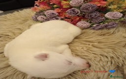 Siberian Husky dogs for sale: Siberian Husky puppies - Advert 8