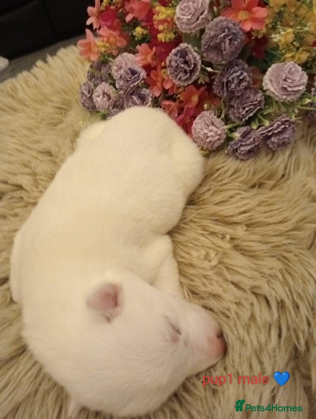 Siberian Husky dogs for sale: Siberian Husky puppies - Advert 8