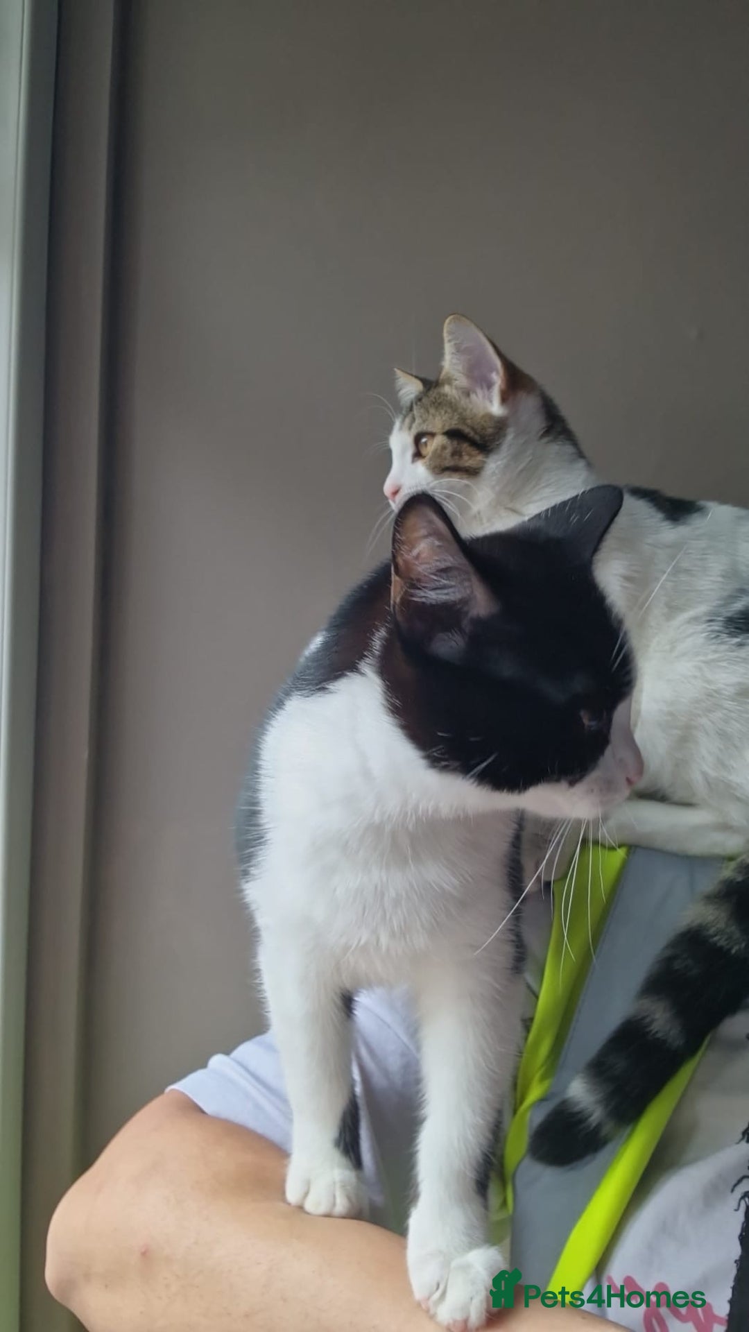 Bengal cats for sale: 🐾 Two Playful Tabby Male Kittens for Loving Homes - Image 4