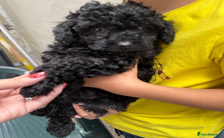 Toy Poodle dogs - Advert 4