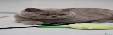Lilac British Shorthair 