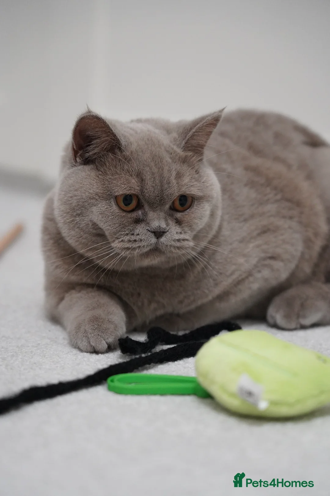 British Shorthair cats for sale: Lilac British Shorthair female - Advert 2