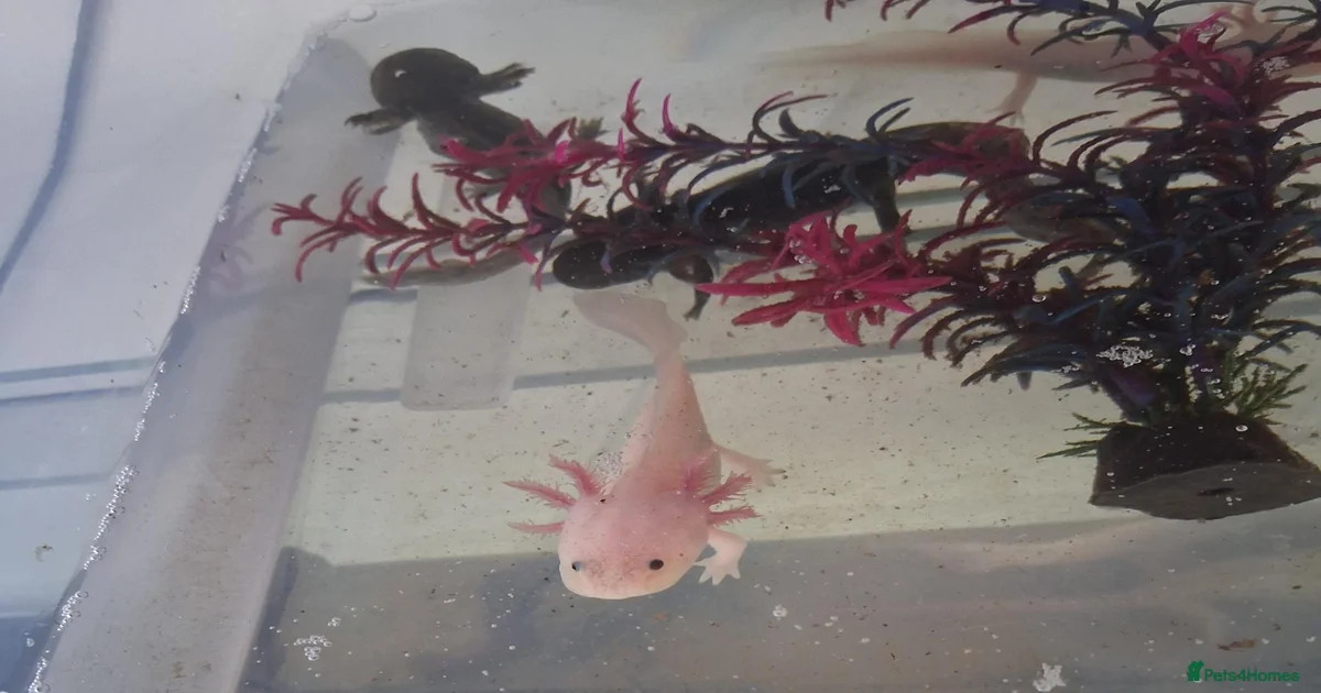 mixed-axolotl-reptiles-for-sale-pets4homes