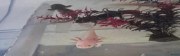 Axolotl reptiles for sale: Juvie Axolotls Asstd Colours - Pls read for prices - Advert 1