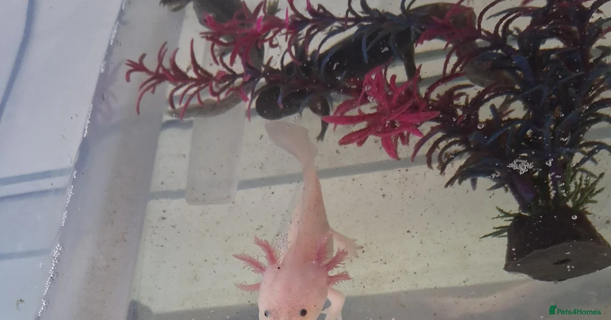 Mixed Axolotl Reptiles For Sale Pets4Homes mixed-axolotl-reptiles-for-sale-pets4homes