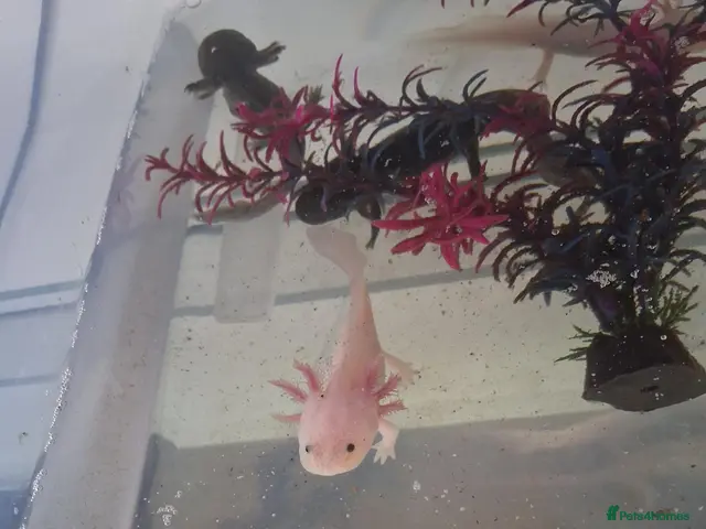 Axolotl reptiles Juvie Axolotls ONE LUCIE & FEW WILDS LEFT ONLY. - Advert 1
