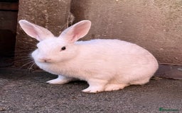 Mixed Breed rabbits for sale: Netherland Dwarf X Mini Lop - Image 5