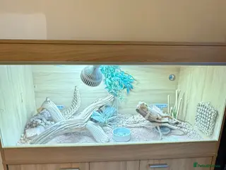 Bearded Dragon reptiles Female Bearded Dragon + Full Setup - Advert 15