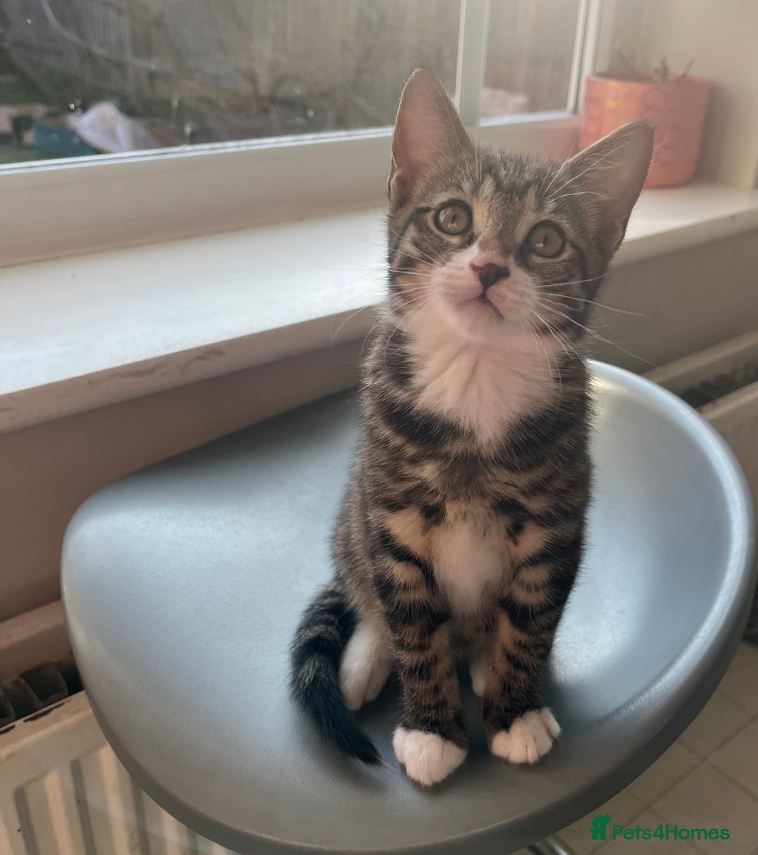 Mixed Breed cats for sale: 1 x Beautiful Female Kitten left Ready Now - Image 3