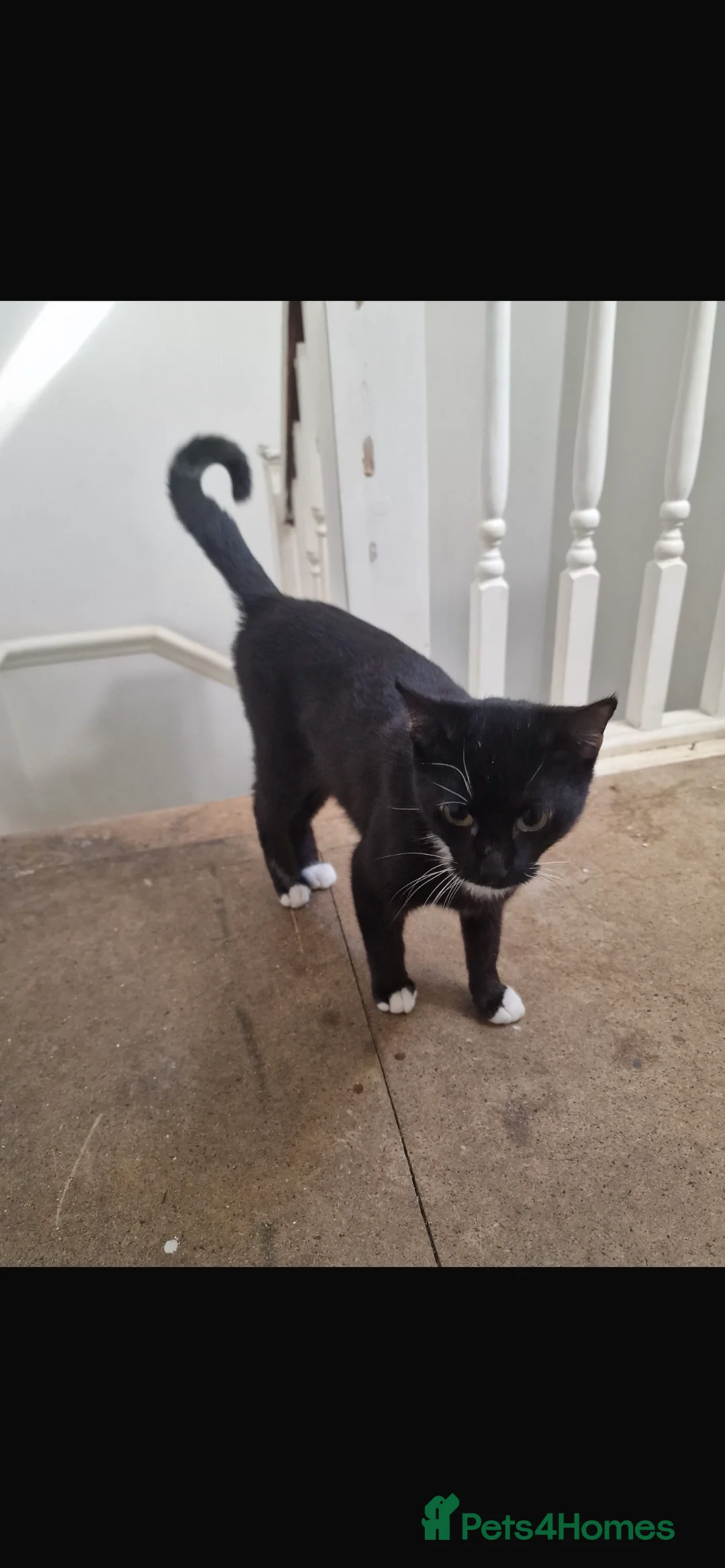 Mixed Breed cats for sale: Male kitten  - Advert 4