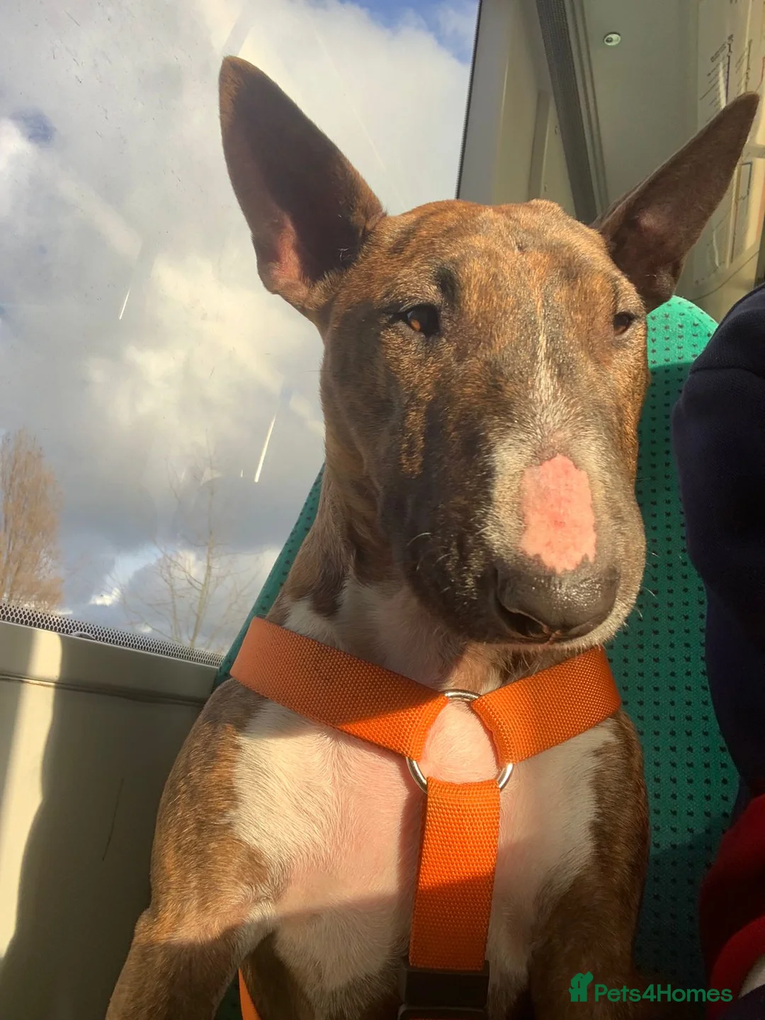 Miniature Bull terrier dogs for sale: Miniature bull terrier female champion bloodlines in Crewe - Advert 2