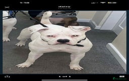 American Bulldog dogs for sale: Female American bulldog - Image 7