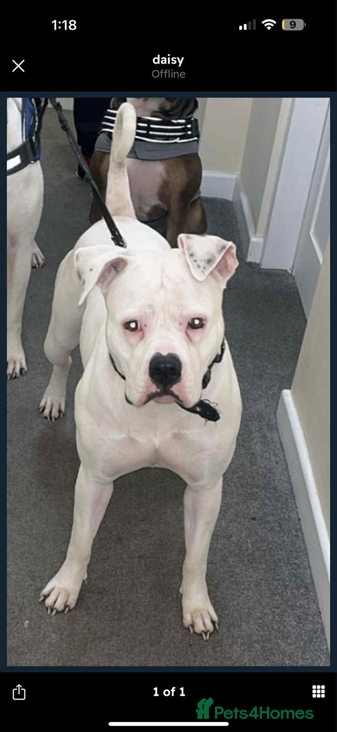American Bulldog dogs for sale: Female American bulldog - Image 7