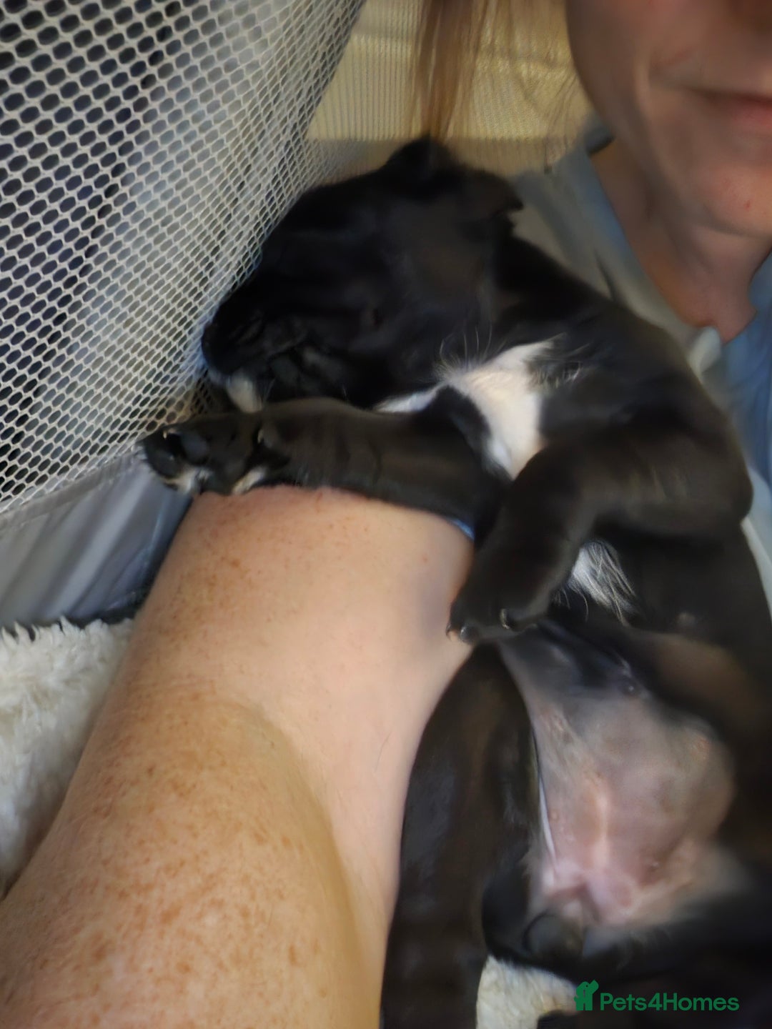 Mixed Breed dogs for sale: Last little girl of the litter left - Image 6