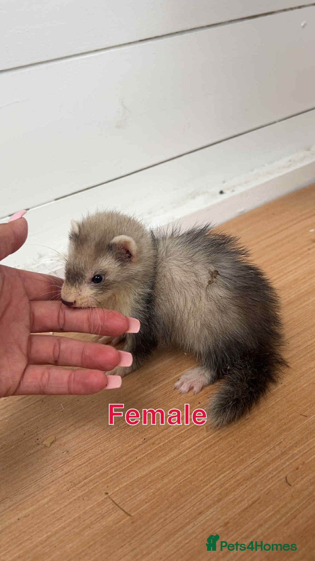 Ferret rodents for sale: Young ferrets  - Image 1