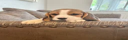 Beagle dogs for sale: Exceptional KC Beagle puppies  - Advert 12